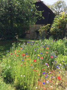 Old barn meadow